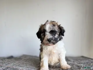 Shihpoo dogs Nick - Ad 8