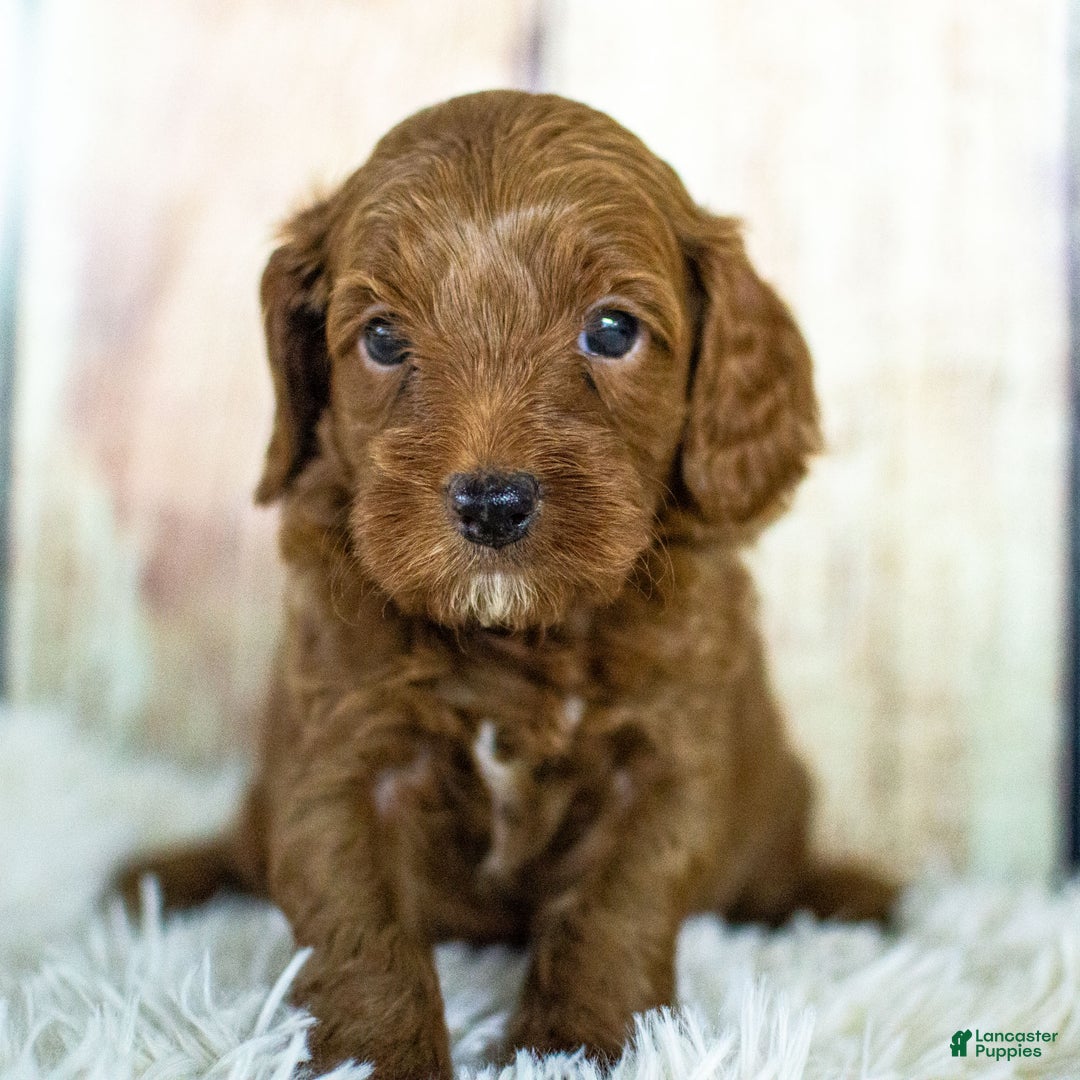 Cockapoo dogs for sale: Kade - Ad 7