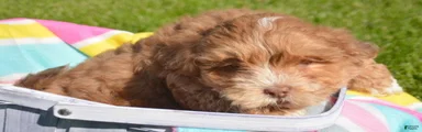 Shihpoo Sam