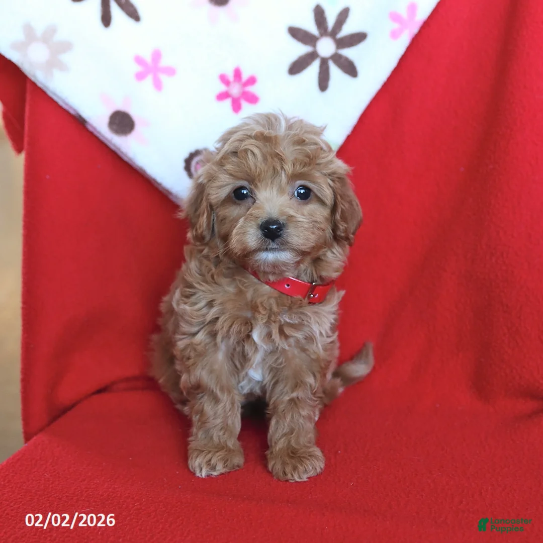 Maltipoo dogs for sale: Sugar - Ad 2