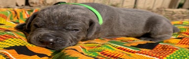 Cane Corso Puppy 3
