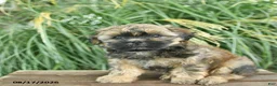 Mixed Breed dogs for sale: Mickey - Ad 5