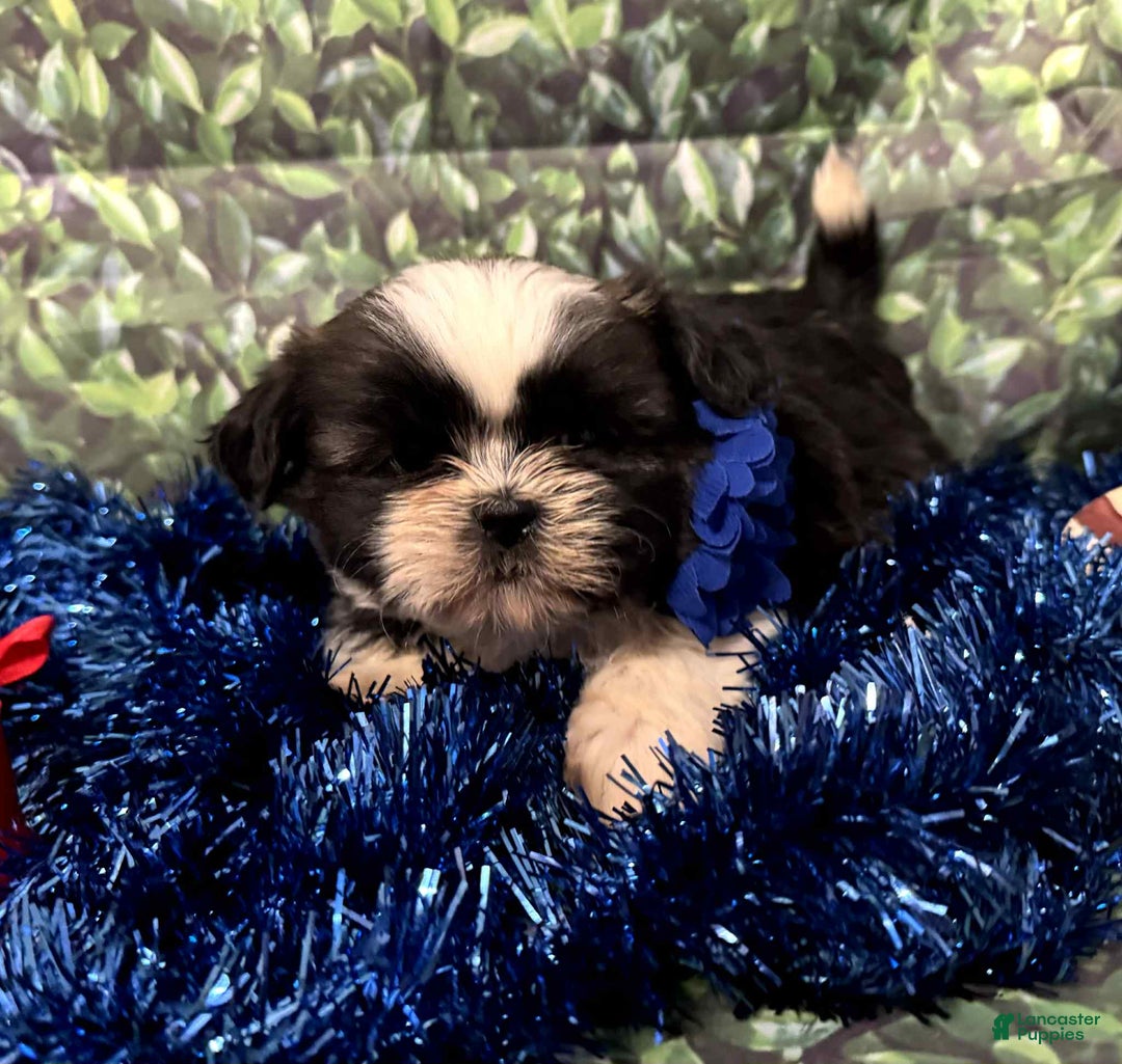 Shih Tzu dogs for sale: Lucy - Ad 1