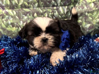 Shih Tzu dogs Lucy - Ad 40