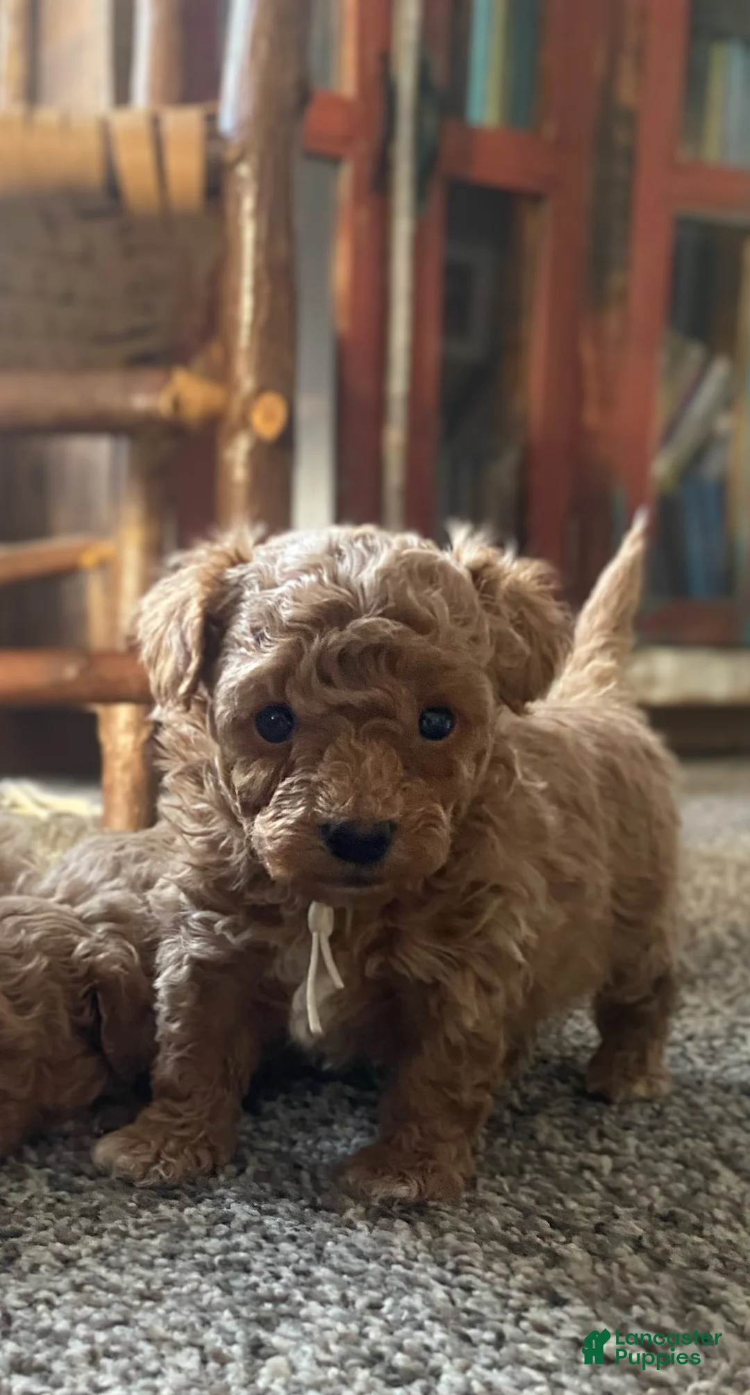 Toy Poodle dogs for sale: LITTLE ARCHIE - Ad 2