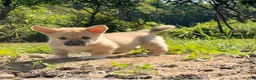 Mixed Breed dogs for sale: Spunky - Ad 3