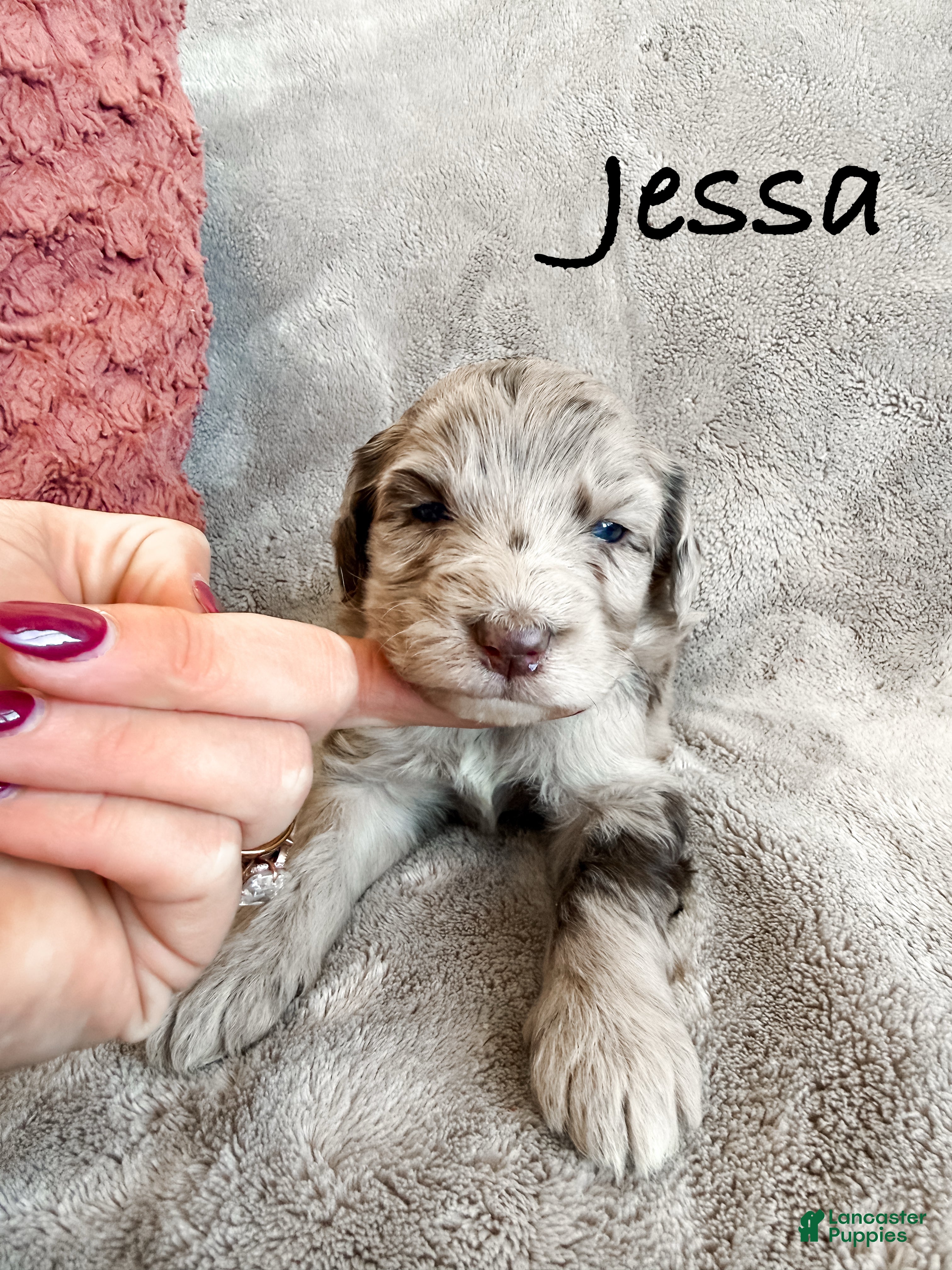 Aussiedoodle dogs Jessa - Ad 28