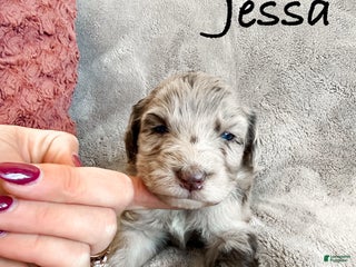 Aussiedoodle dogs Jessa - Ad 26