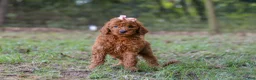Goldendoodle dogs for sale: Allie - Ad 4