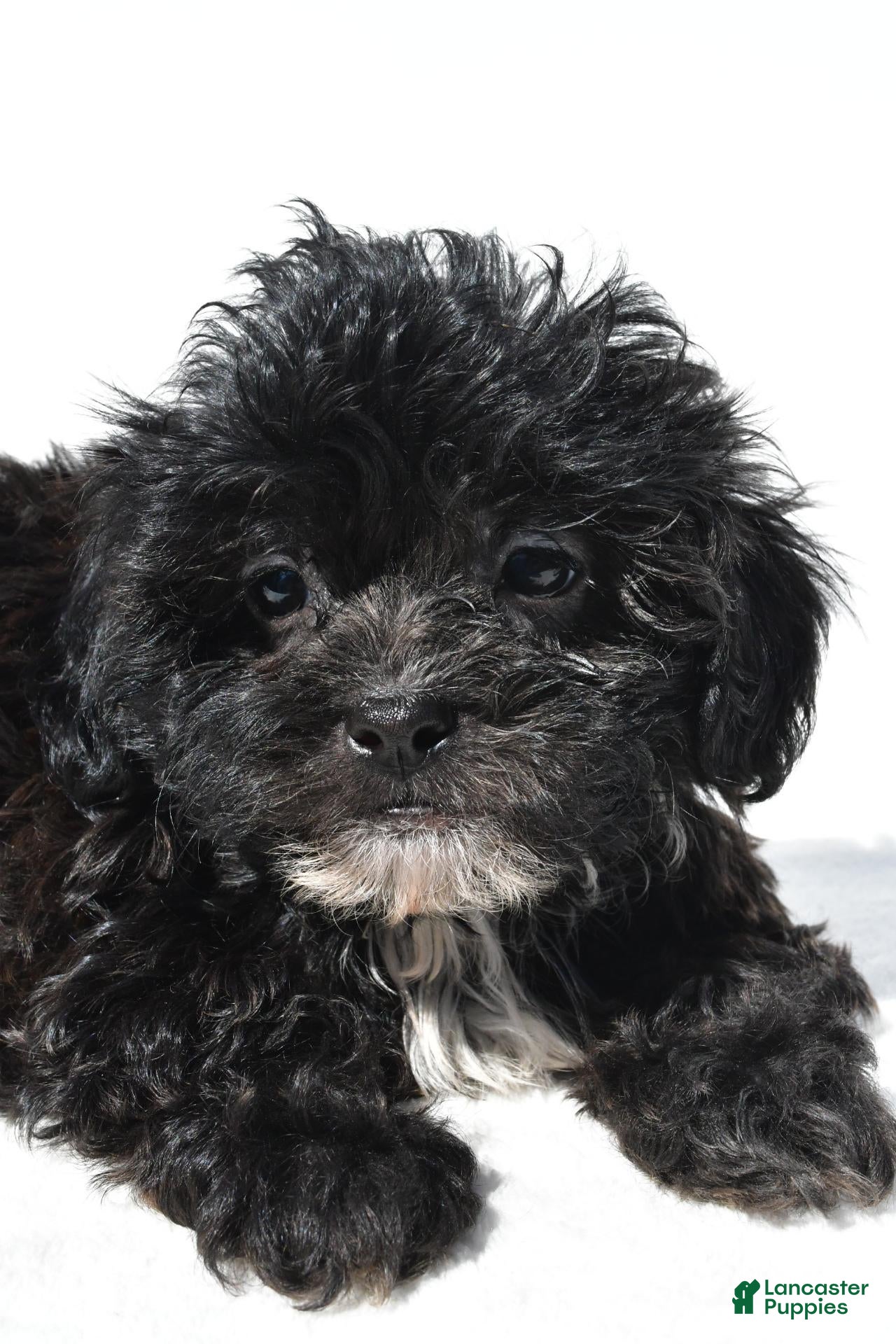 Shihpoo dogs Cody - Ad 2
