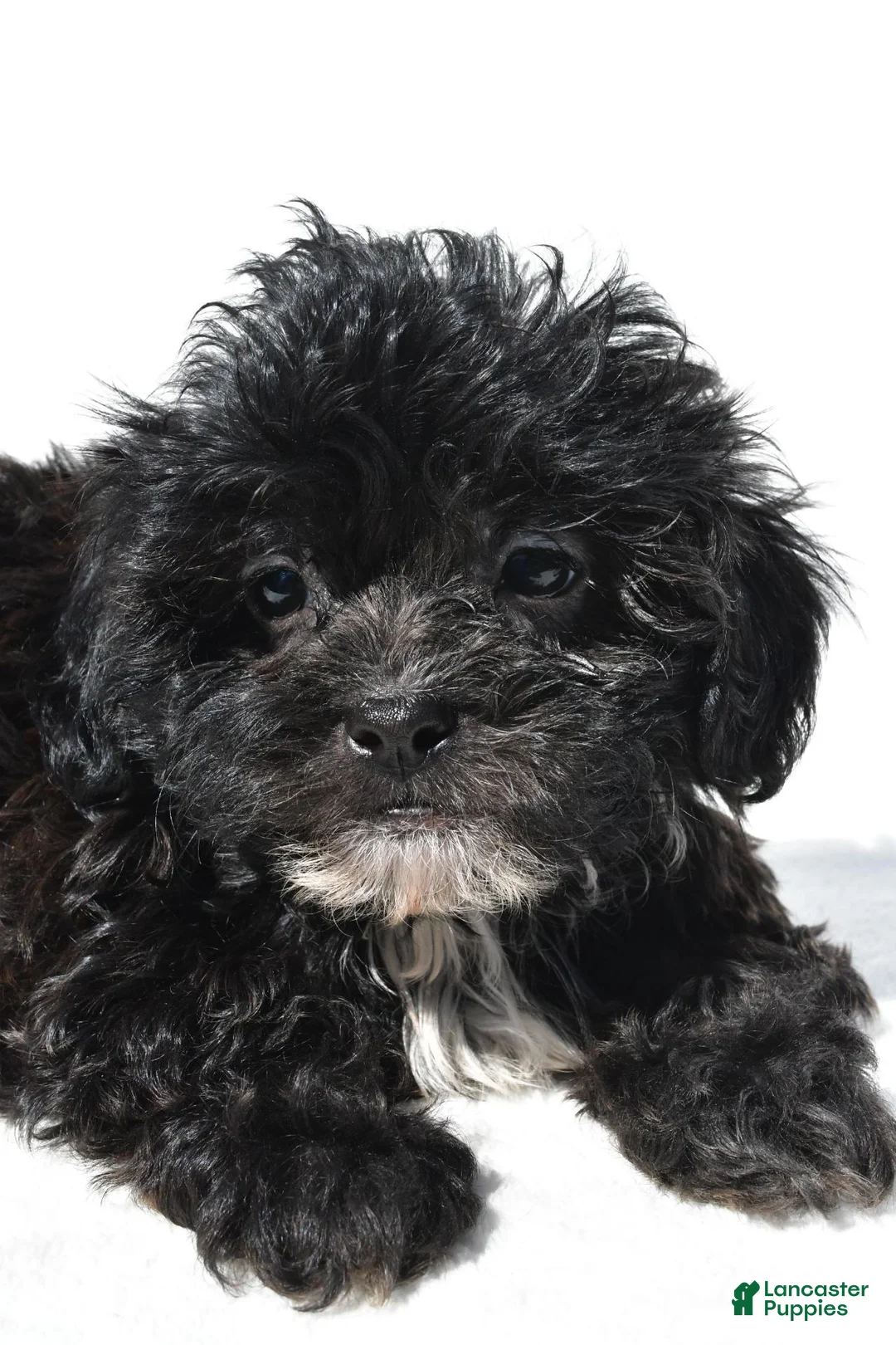 Shihpoo dogs for sale: Cody - Ad 2