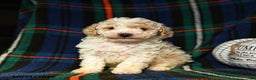 Toy Poodle dogs for sale: Ace - Ad 3