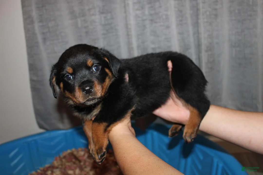 Rottweiler dogs for sale: Ms. Purple - Ad 1