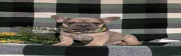 French Bulldog dogs for sale: Dudley - Ad 3