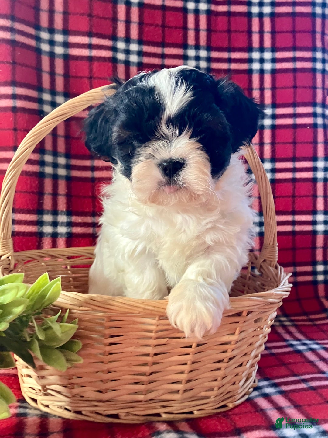 Shih Tzu dogs for sale: Liam - Ad 4