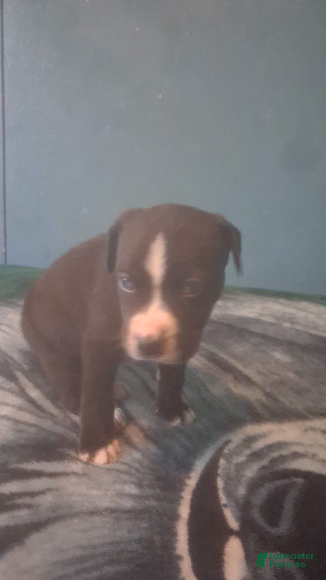 Mixed Breed dogs Male puppy 4 - Ad 2