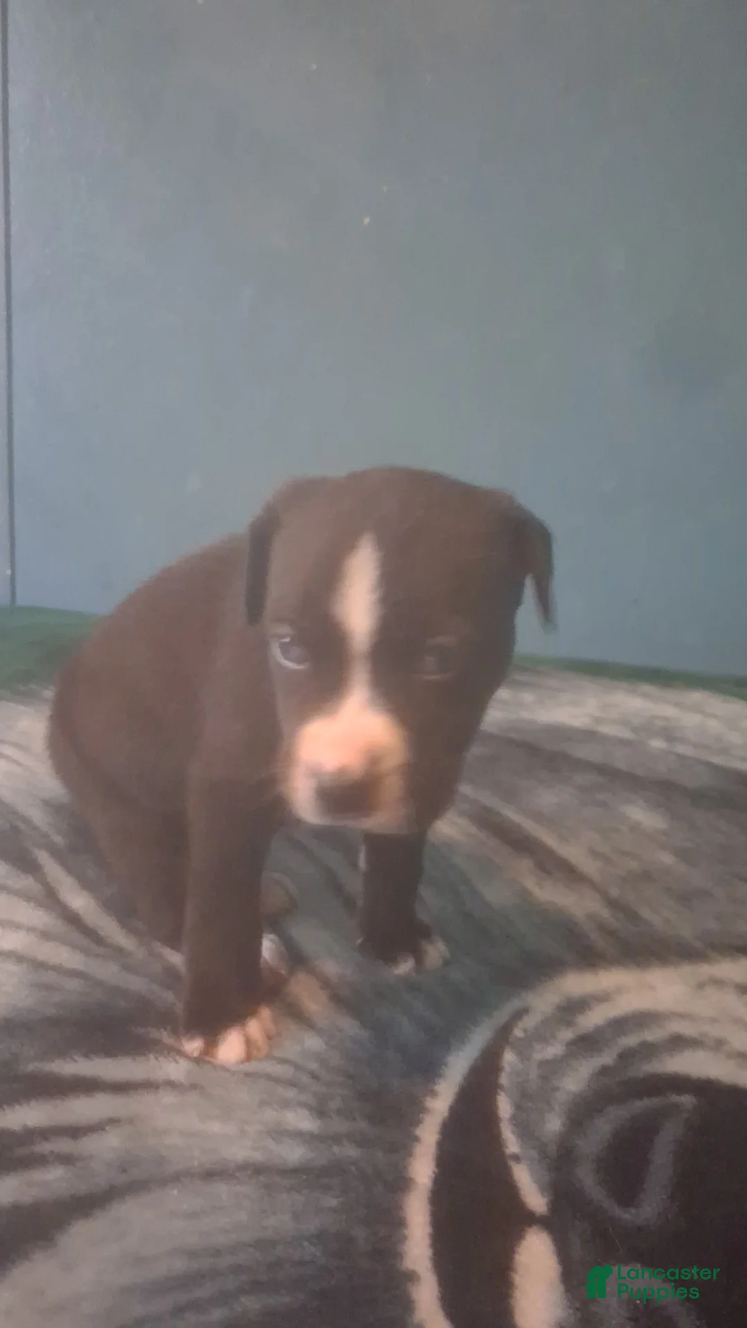 Mixed Breed dogs for sale: Male puppy 4 - Ad 2