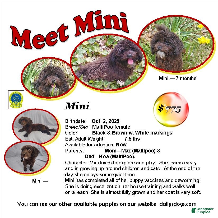 Maltipoo dogs Mini --- Maltipoo, in home raised, non-shedding - Ad 14