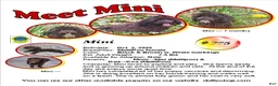 Maltipoo dogs for sale: Mini --- Maltipoo, in home raised, non-shedding - Ad 1