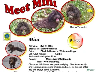 Maltipoo dogs Mini --- Maltipoo, in home raised, non-shedding - Ad 14