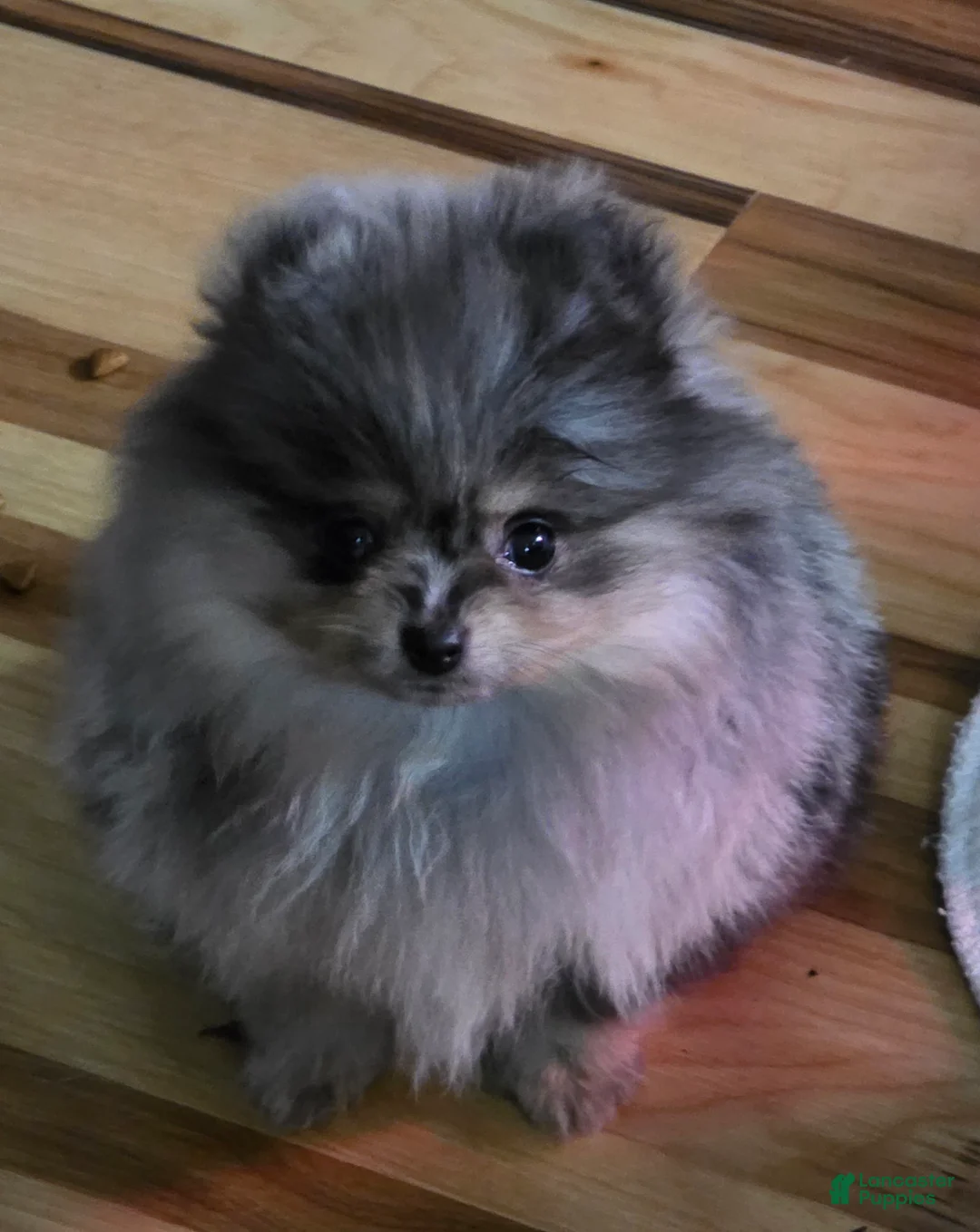 Pomeranian dogs for sale: Pomeranian Puppy 1 - Ad 2