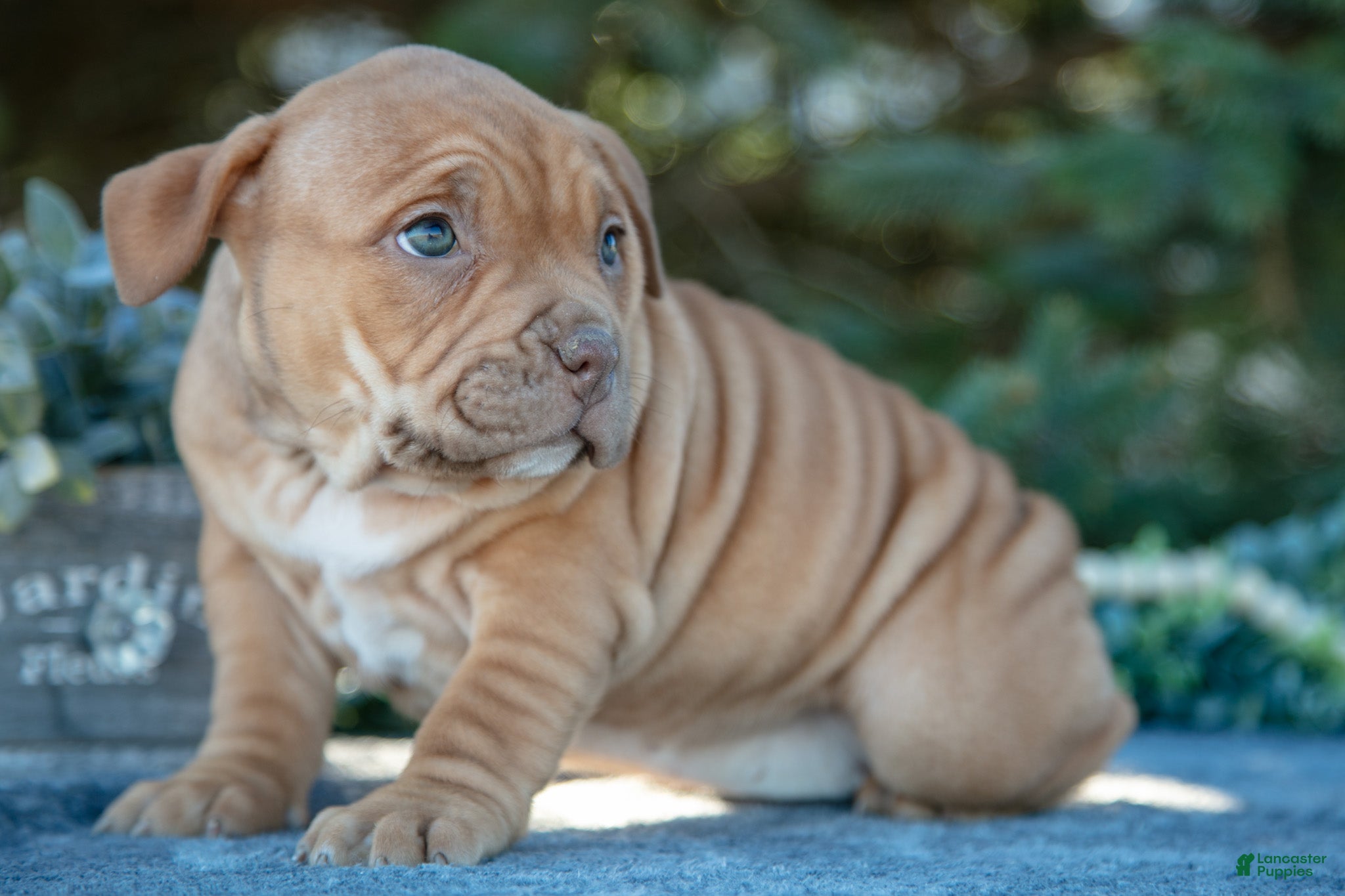 American Bully dogs Evie - Ad 8