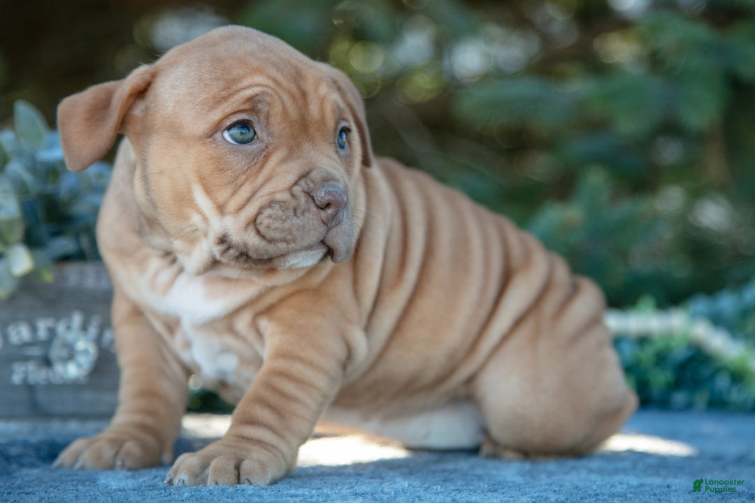 American Bully dogs for sale: Evie - Ad 1