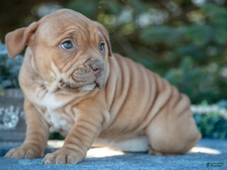American Bully dogs Evie - Ad 4