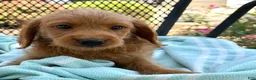 Mini Goldendoodle dogs for sale: Gus - Ad 12