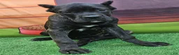 Cane Corso dogs for sale: ELLA - Ad 28