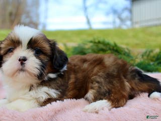 Shih Tzu dogs Shih Tzu Puppy 5 - Ad 35
