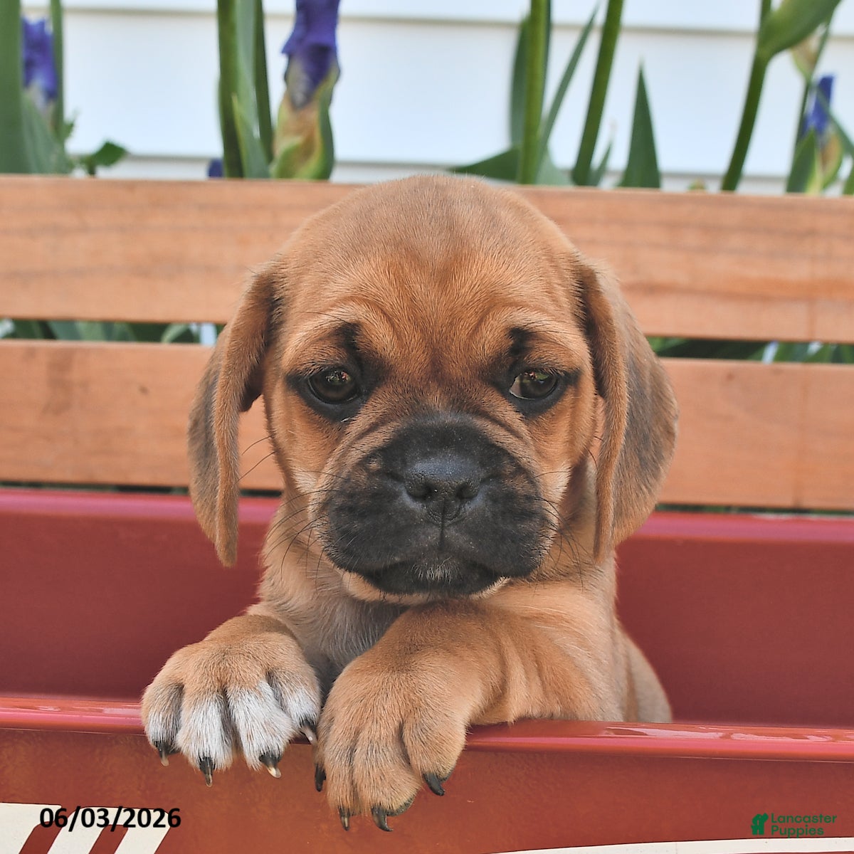 Puggle dogs for sale: Sandy - Ad 1