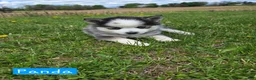 Pomsky dogs for sale: Panda - Ad 3