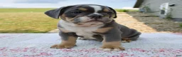 Beabull dogs for sale: Benji - Ad 2