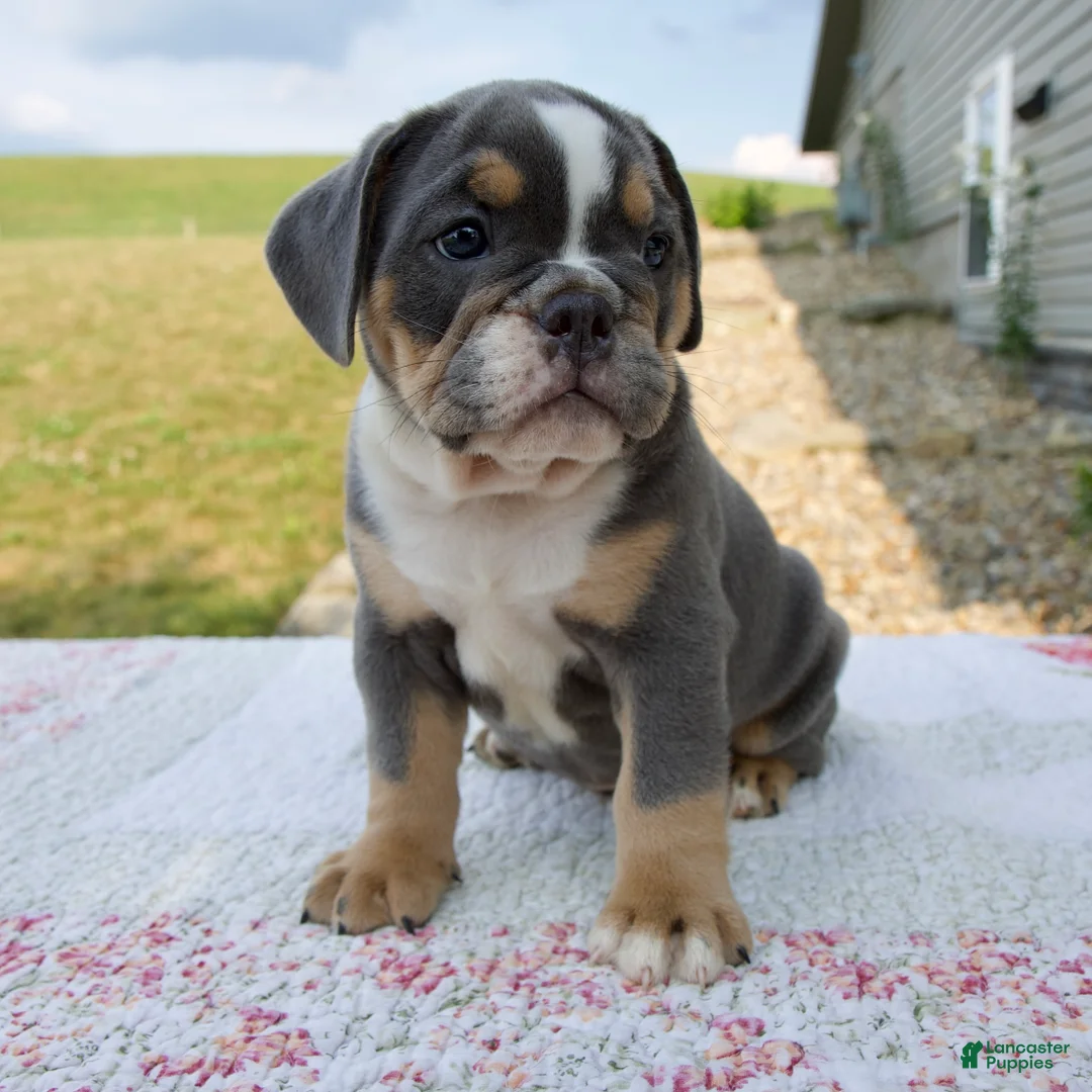 Beabull dogs for sale: Benji - Ad 2