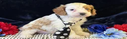 Cavapoo dogs for sale: Barley - Ad 4