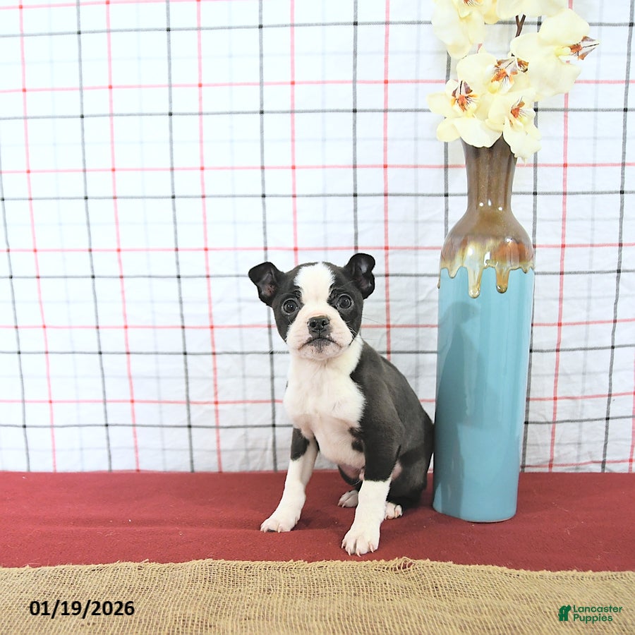 Boston Terrier dogs Romeo - Ad 8