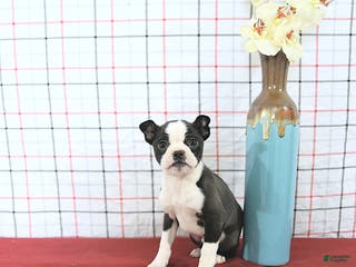 Boston Terrier dogs Romeo - Ad 8
