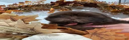 Shih Tzu dogs for sale: Churro - Ad 6