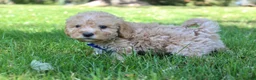 Mini Goldendoodle dogs for sale: Dusty 💎 - Ad 5