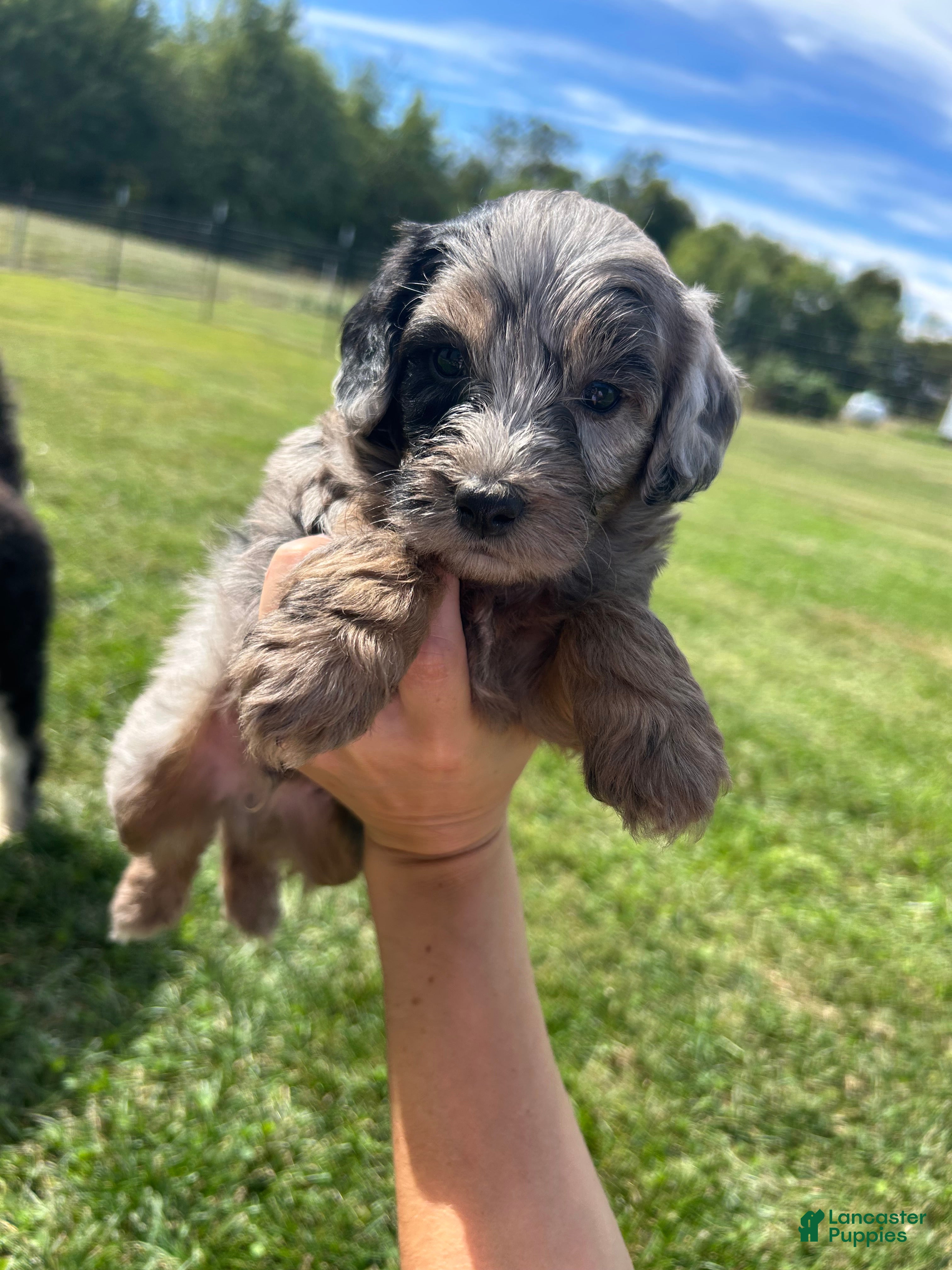 Oreo