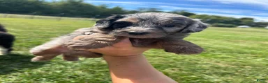 Oreo