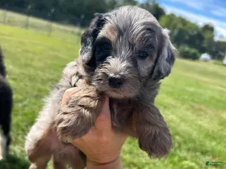 Mini Bernedoodle dogs Oreo - Ad 30