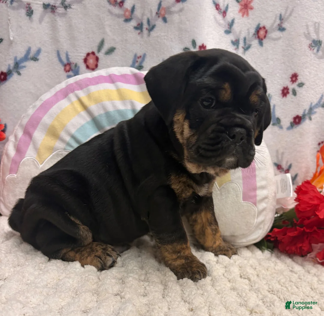 English Bulldog dogs for sale: Midnight  - Ad 2
