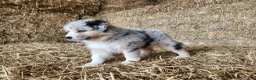 Australian Shepherd dogs for sale: Oakley  - Ad 2