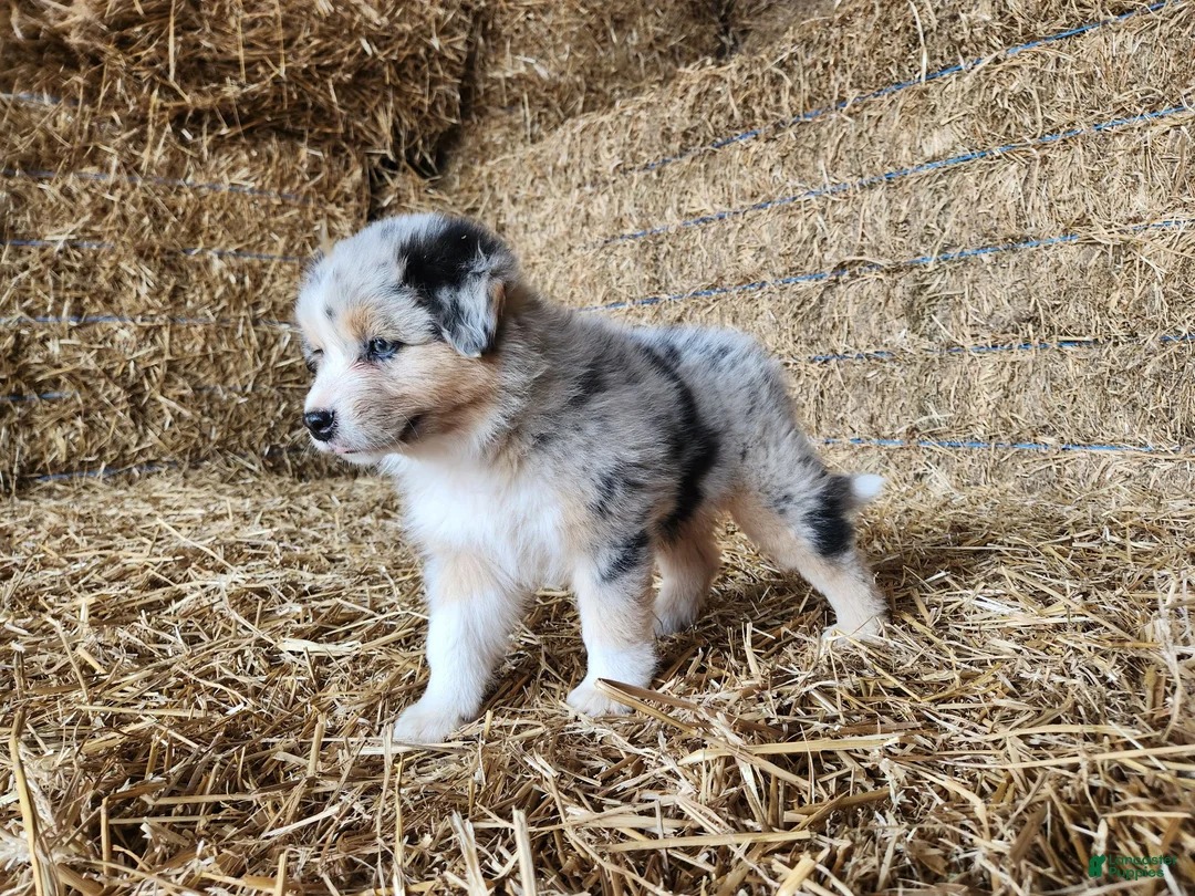 Australian Shepherd dogs for sale: Oakley  - Ad 2