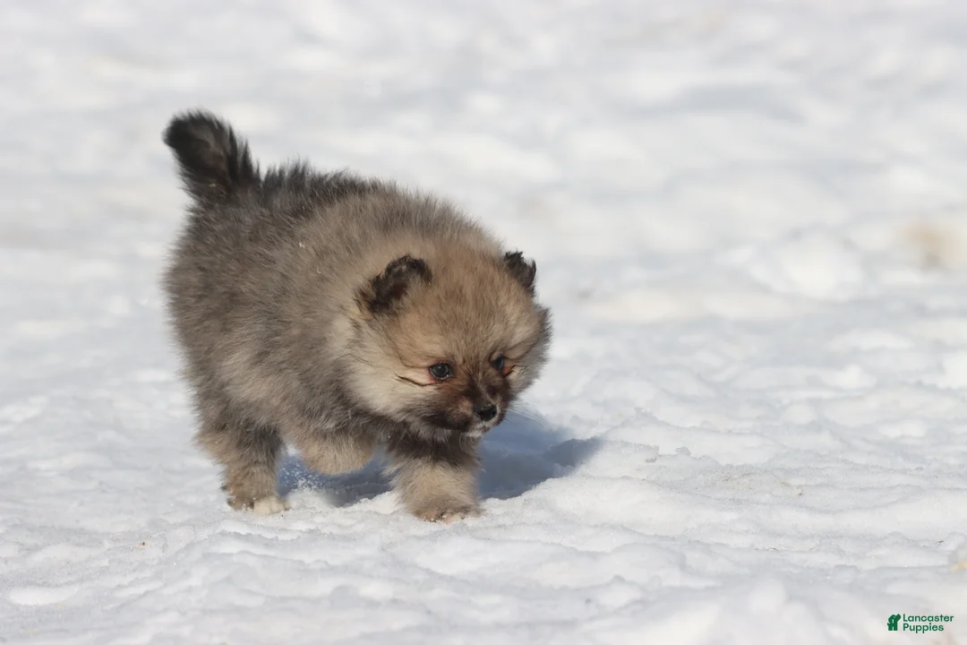 Pomeranian dogs for sale: Bowser  - Ad 3