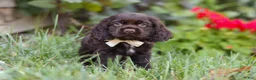 Cocker Spaniel dogs for sale: Denver - Ad 2