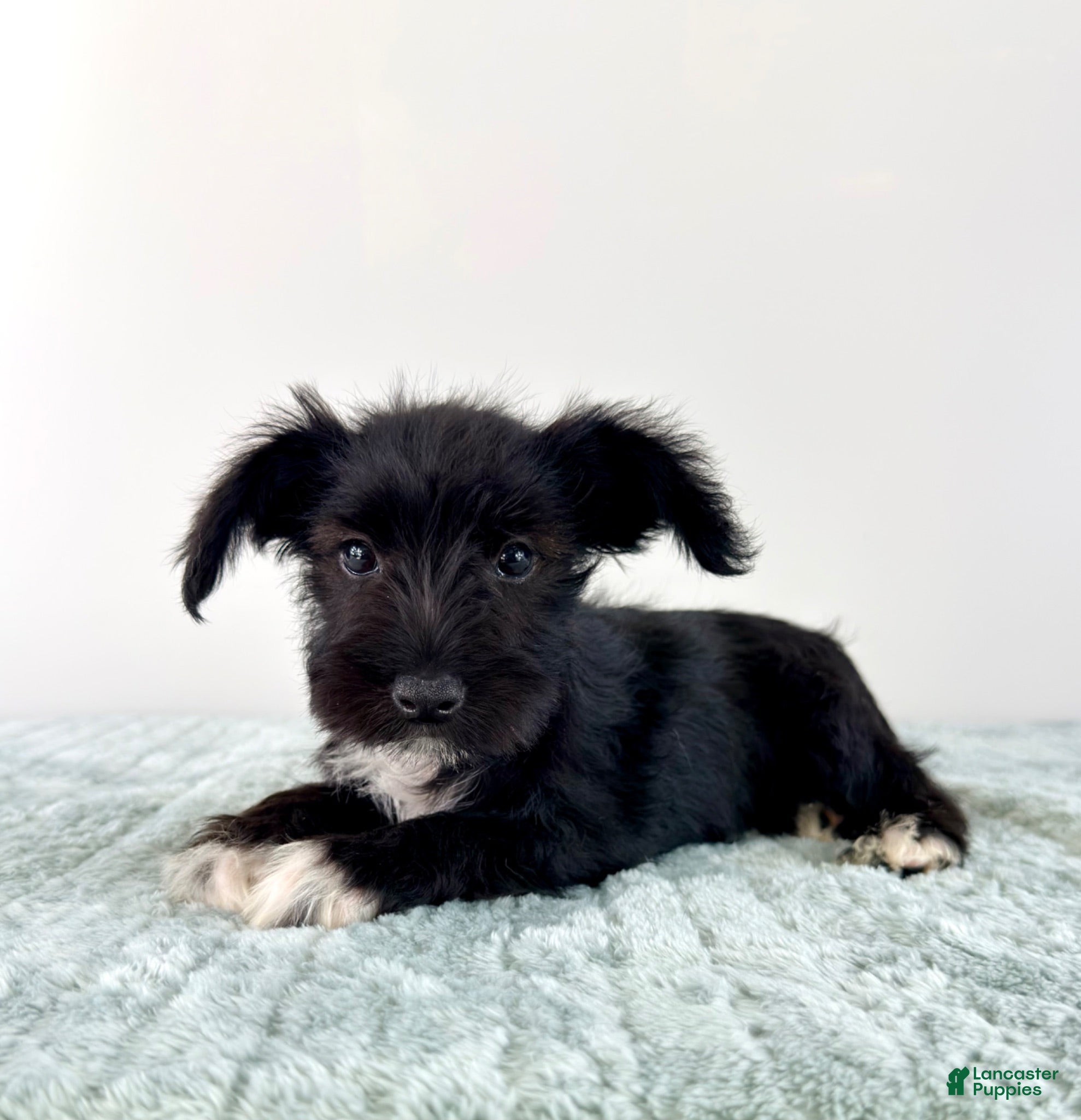 Miniature Schnauzer dogs AKC Sophie  - Ad 15