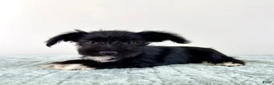 AKC Sophie 